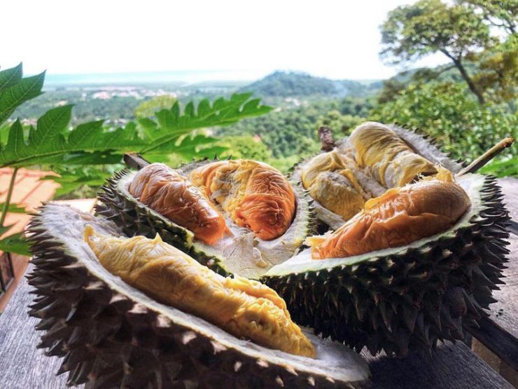 bao sheng durian farm tour